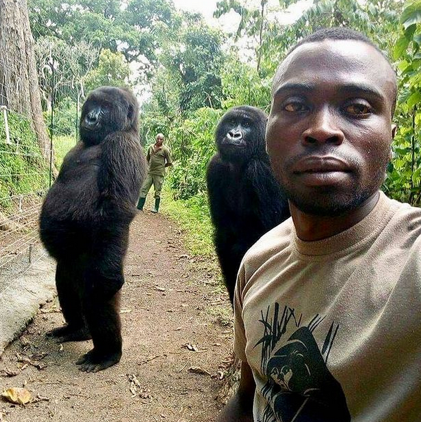 virunganationalpark/Instagram