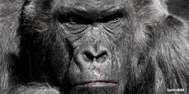 Gorilla Silberr&uuml;cken