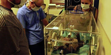 Gorilla-Baby im Prager Zoo geboren