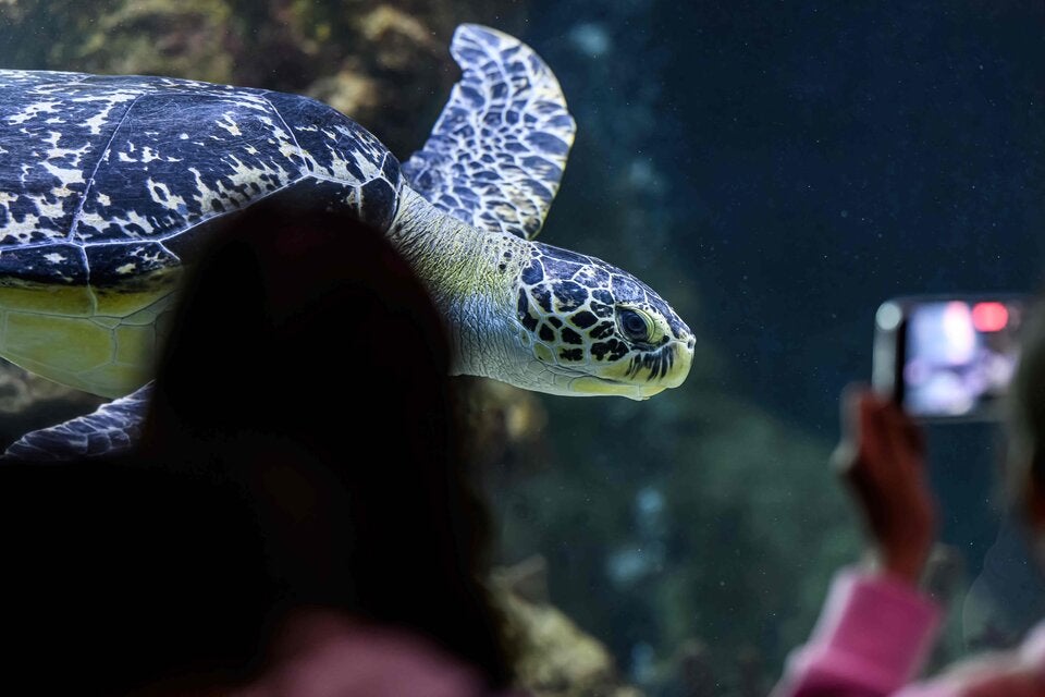 Die Grüne Meeresschildkröte 