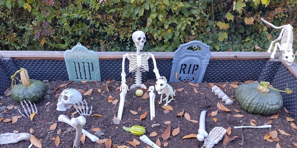 Grab mit Katzenskelett