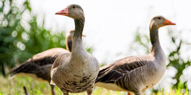 Graug&auml;nse