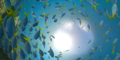 Great Barrier Reef.PNG