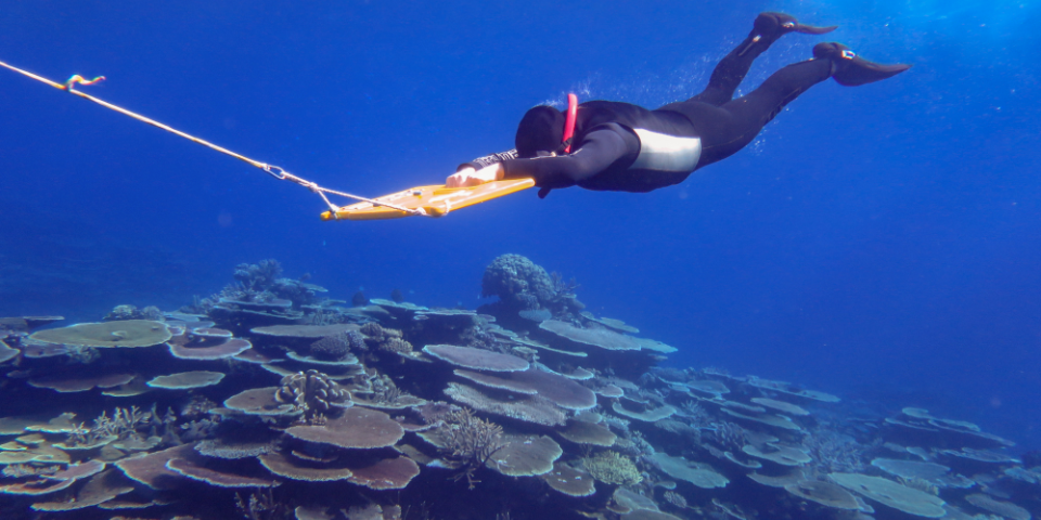 Australien: Korallen-Comeback am Great Barrier Reef