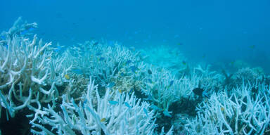 Great Barrier Reef