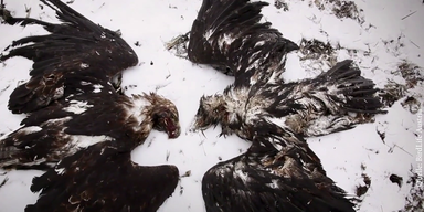 Greifv&ouml;gel (2).png