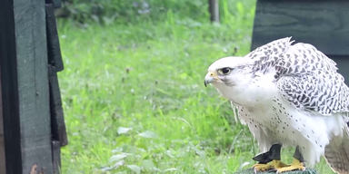 Greifvogel ohne BB (1).png
