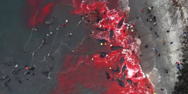 Grindwale Faroer 1.PNG