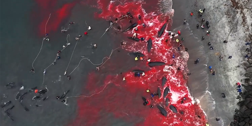 Grindwal-Jagd auf den Faroer Inseln