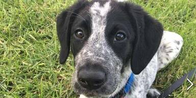 Drama um Drogen-Hund, der Flughafen für Stunden lahmlegt