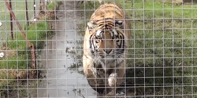 Gro&szlig;katzen ohne BB (1).png