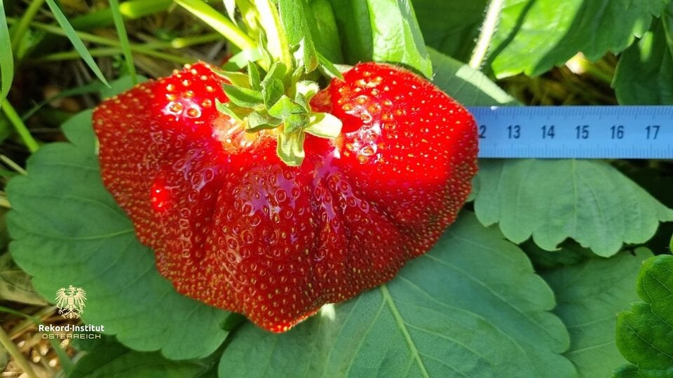 Die größte Erdbeere Österreichs