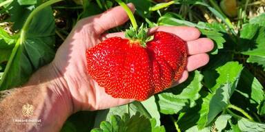 Die gr&ouml;&szlig;te Erdbeere &Ouml;sterreichs