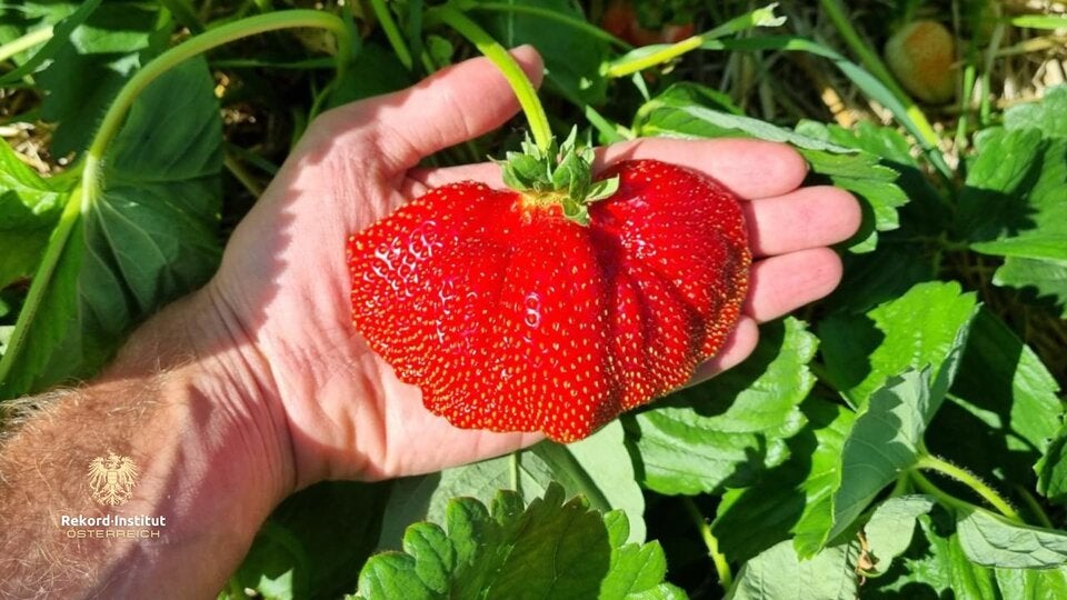 Die größte Erdbeere Österreichs