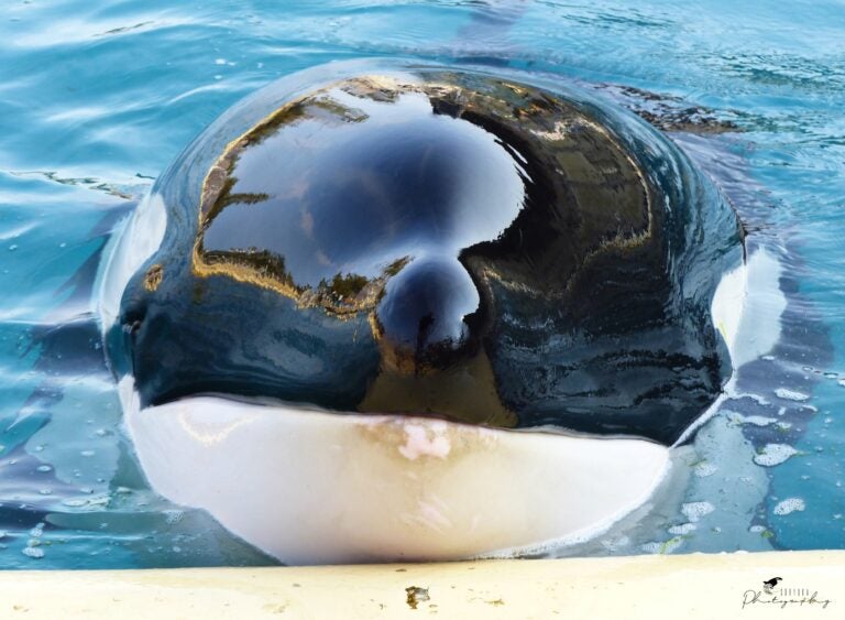 GsWOWFVXkAARkVv.jfif