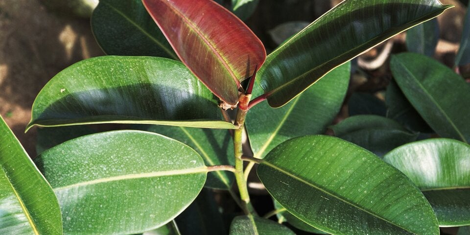 Diese Zimmerpflanzen machen glücklich