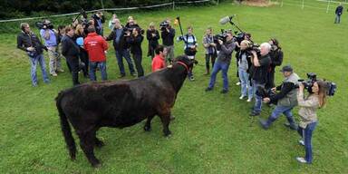 Stier "Iwan": Kuh "Burgi" soll ihn locken