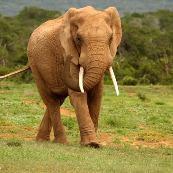 Gute Nachrichten aus dem Tierschutz