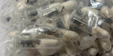 Kölner Flughafen: 1.500 Vogelspinnen in angeblicher Keks-Lieferung gefunden