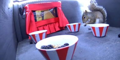 Hörnchen