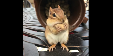 Van Gogh the Chippy/Twitter