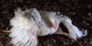 H&uuml;hnerfarm (2).png