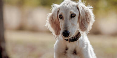 Durch B&ouml;ller ver&auml;ngstigte Windh&uuml;ndin von Polizisten eingefangen