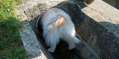 H&uuml;ndin Wasserrohr