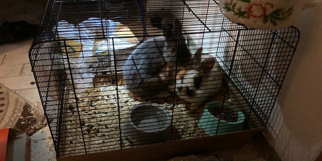 31-Jährige hielt Tiere unter unwürdigen Bedingungen