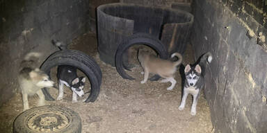 31-J&auml;hrige hielt Tiere unter unw&uuml;rdigen Bedingungen