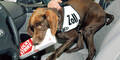 Zoll Spürhund Zigaretten