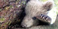 Braunbär Baby "Lucky"