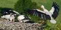 Storch / Störche