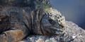 Galapagos Iguana