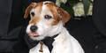 Dujardin Uggie