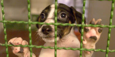 Streifenwagen Polizei