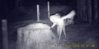 Tiroler Wolf tappt in Fotofalle