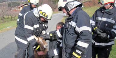 Feuerwehr jagte Schwein und Ziege