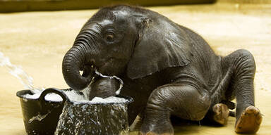 Tuluba (Februar 2011)