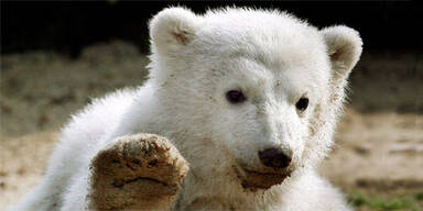 Eisbär Knut