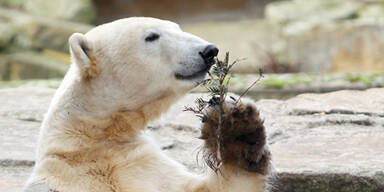 Eisbär Knut