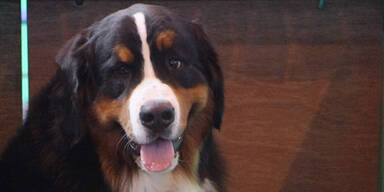 Berner Sennenhund