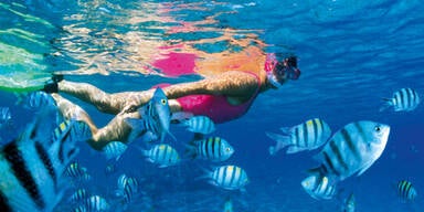 Taucher Fische Urlaub Meer