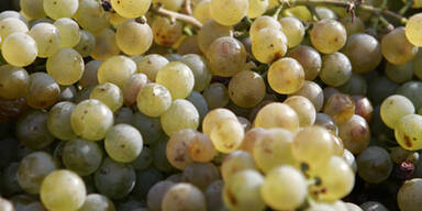 Weintrauben