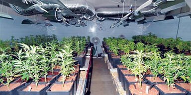 Cannabis-/Hanfplantage Scharndorf