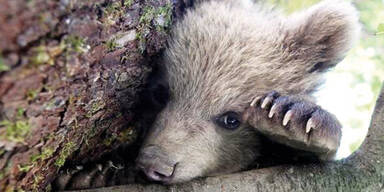 Braunbär Baby "Lucky"