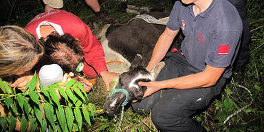Wildernde Hunde beißen Lama in Graz tot