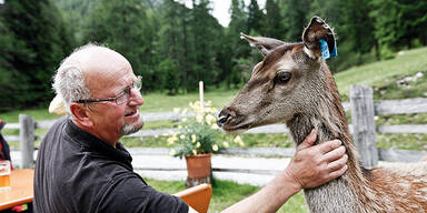 Dieser Hirsch ist eine Kuh