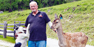 Dieser Hirsch ist eine Kuh