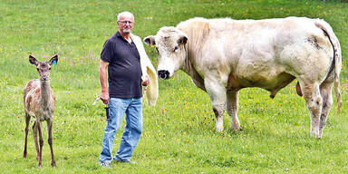 Dieser Hirsch ist eine Kuh